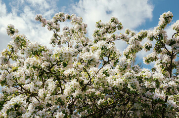 Apple tree branches with white flowers against the sky