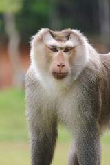 The gaze of the monkey leader in Khao Yai National Park, Thailand