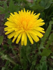 yellow dandelion flower