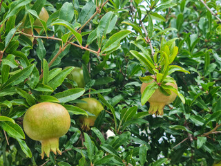 ripe pomegranate on tree