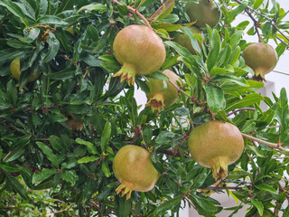 Beautiful view of pomeganate fruits on tree closeup