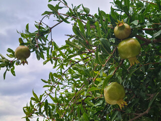 Beautiful view of pomeganate fruits on tree closeup