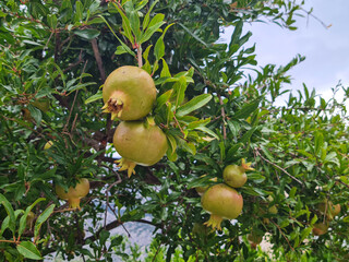 Beautiful view of pomeganate fruits on tree closeup