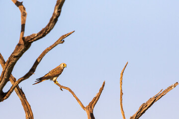 Alone female Kestrel sits in a treetop