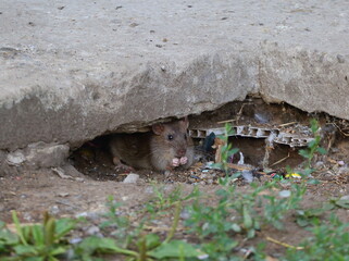 A wild rat is sitting in a hole under a concrete slab