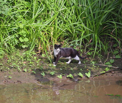 A black and white cat walks along the overgrown green bank of the river
