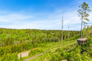 Fototapeta premium Landscape View of a summery forest landscape with a clearcut