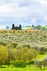 Fototapeta na wymiar Olive plantation at a farm in the countryside