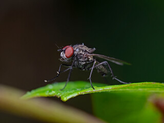 Fototapeta premium Fly rests on plant leaf