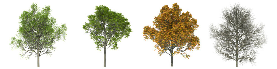 Green trees isolated on white background. Norway maple tree matures in all seasons. Acer platanoides tree isolated with clipping path 3D illustration