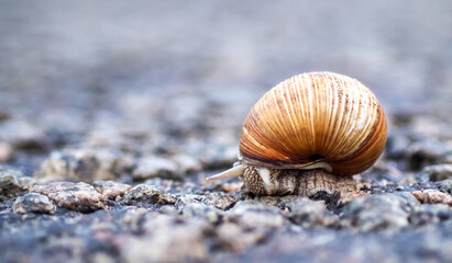Close-up of a brown snail crawling along the road. A snail crawling on the asphalt, on a blurred background, copy space. Ecology and environmental protection concept. Selected focus