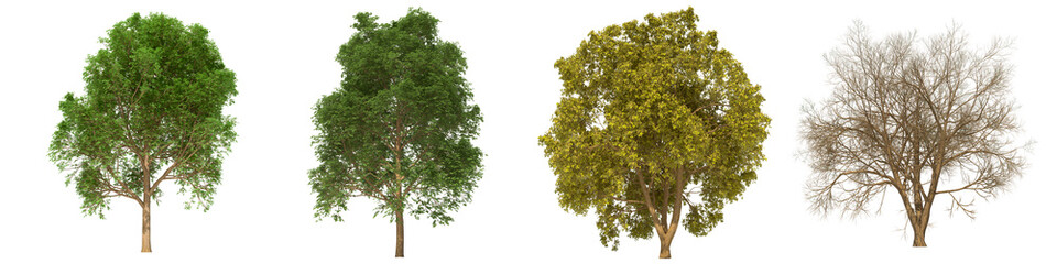 Green trees isolated on white background. Box elder tree matures in all seasons. Acer nehundo tree isolated with clipping path 3D illustration