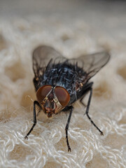 Blue blowfly, Blaue Schmeissfliege (Calliphora vomitoria)
