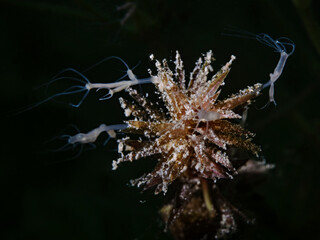 Freshwater polyps on water weed