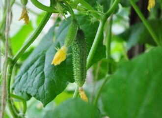 Greenhouse growing cucumbers on a branch