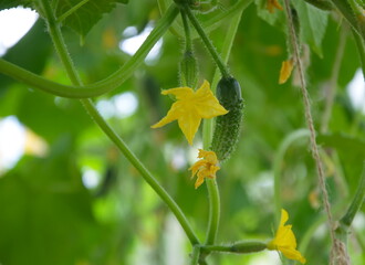 A small blooming orurchik with a yellow flower among the greens.