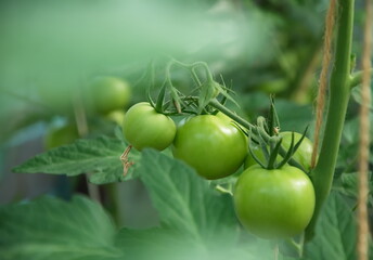 A branch with green tomatoes among the greenery in close-up