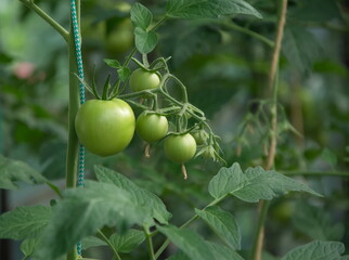 Green tomatoes on a branch in the greenhouse