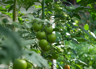 Unripe green tomatoes in the greenhouse