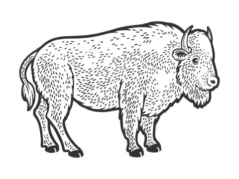 Buffalo bison animal sketch engraving vector illustration. T-shirt apparel print design. Scratch board imitation. Black and white hand drawn image.