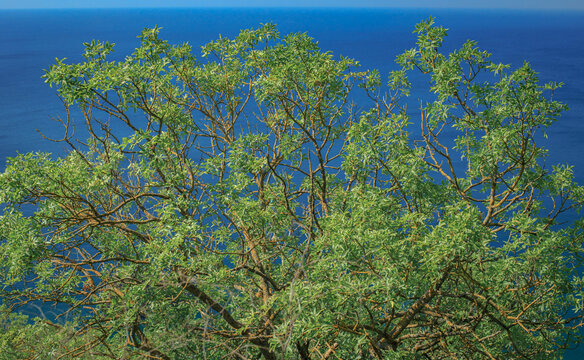 Tropical tree with beautiful branches 