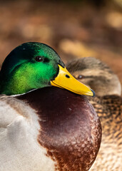 Mallard duck (Anas platyrhynchos) drake portrait