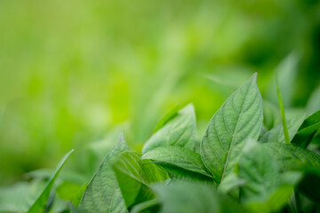 Nature and green leaf blur background