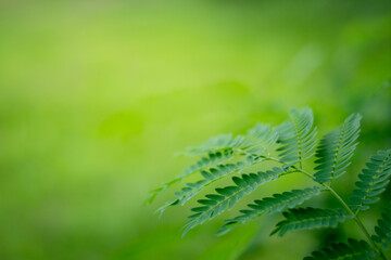 Nature and green leaf blur background