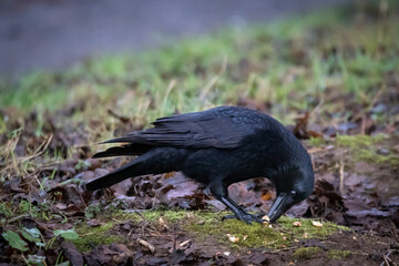 Carrion crow (Corvus corone) opening a seed pod