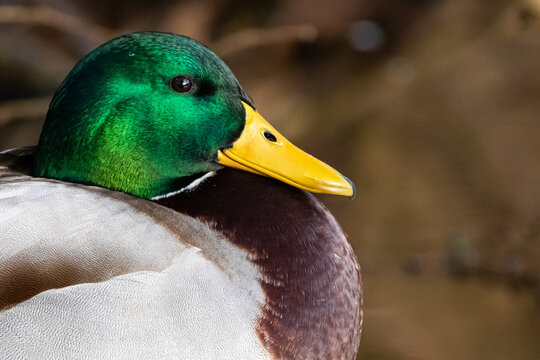 Mallard Duck (Anas Platyrhynchos) Drake Portrait