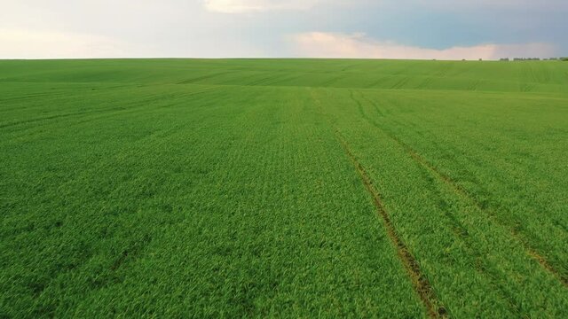 Top View of Agriculture Green Field with Sown in Countryside. Aerial View on Farmland with Crops in Rural Area. Land with Plants. Nature Textures. Organic. Ecological Environment. Farming.