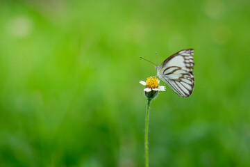 Nature and green leaf blur background