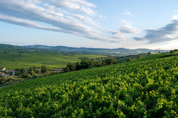 Fototapeta na wymiar Paysage de vignoble en Bourgogne autour du village de Fuissé en France dans le département de Saône-et-Loire