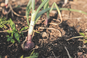 Red onions growing in an organic suburban kitchen garden