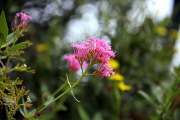 Close up of the corolla of a pink wild flower with other colorful flowers in the background,  bohek effect