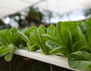 Vegetables grown in hydroponics used as a food ingredient healthy eating