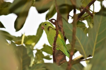 periquito-de-encontro-amarelo