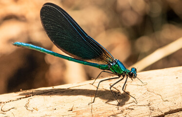 macro photo of dragonfly with metallic green and blue colors with details on golden background