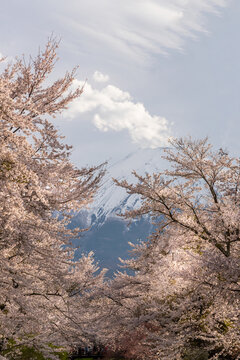 Mountain volcano Fuji in travel destination place Omiya bridge with pink sakura blossom with Fuji san viewpoint at background.