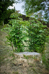 Ash die back takes its toll but new growth regenerates from the stump of the diseased Ash tree.