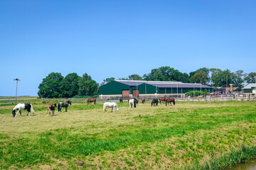 Horses in the meadow in front of a manage