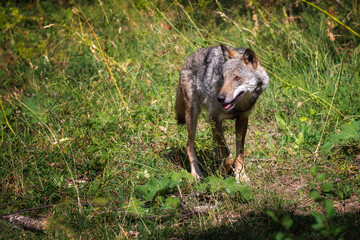 Italian Apennine wolf. Adult specimen of Italian Apennine wolf walking alone in the woods.