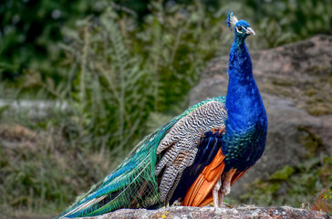 Obraz premium portrait of a peacock