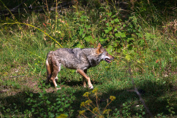 Italian Apennine wolf. Adult example of an Italian Apennine wolf, wounded in the right leg, walks...