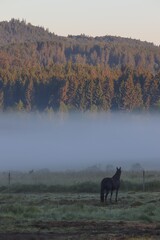 Obraz na płótnie Canvas A horse at the meadow covered by morning fog during the sunrise at Stozec, Czech republic