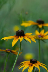 Soft focus.Floral background with bright yellow rudbeckia flowers .