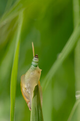A small amber snail (Succinea) infected with the parasite Leucochloridium paradoxum on green grass.
