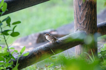 A young sparrow perched on a fence