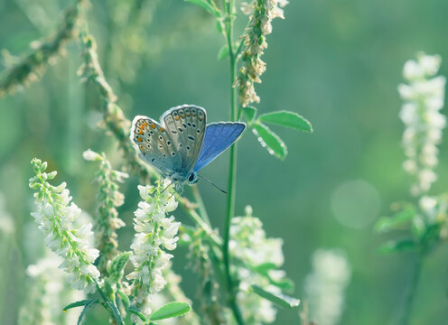 Common blue butterfly (Polyommatus icarus) on flowers of white sweet clover (Melilotus albus).