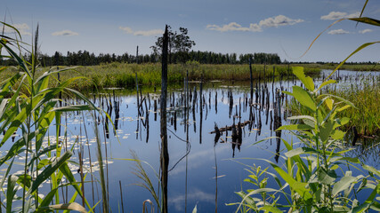 Reflection of trees in the water,swamp